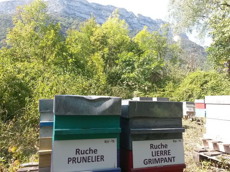 La ruche Prunelier