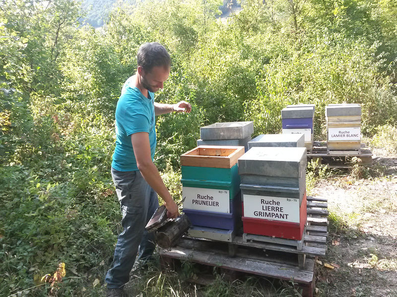 La ruche Prunelier