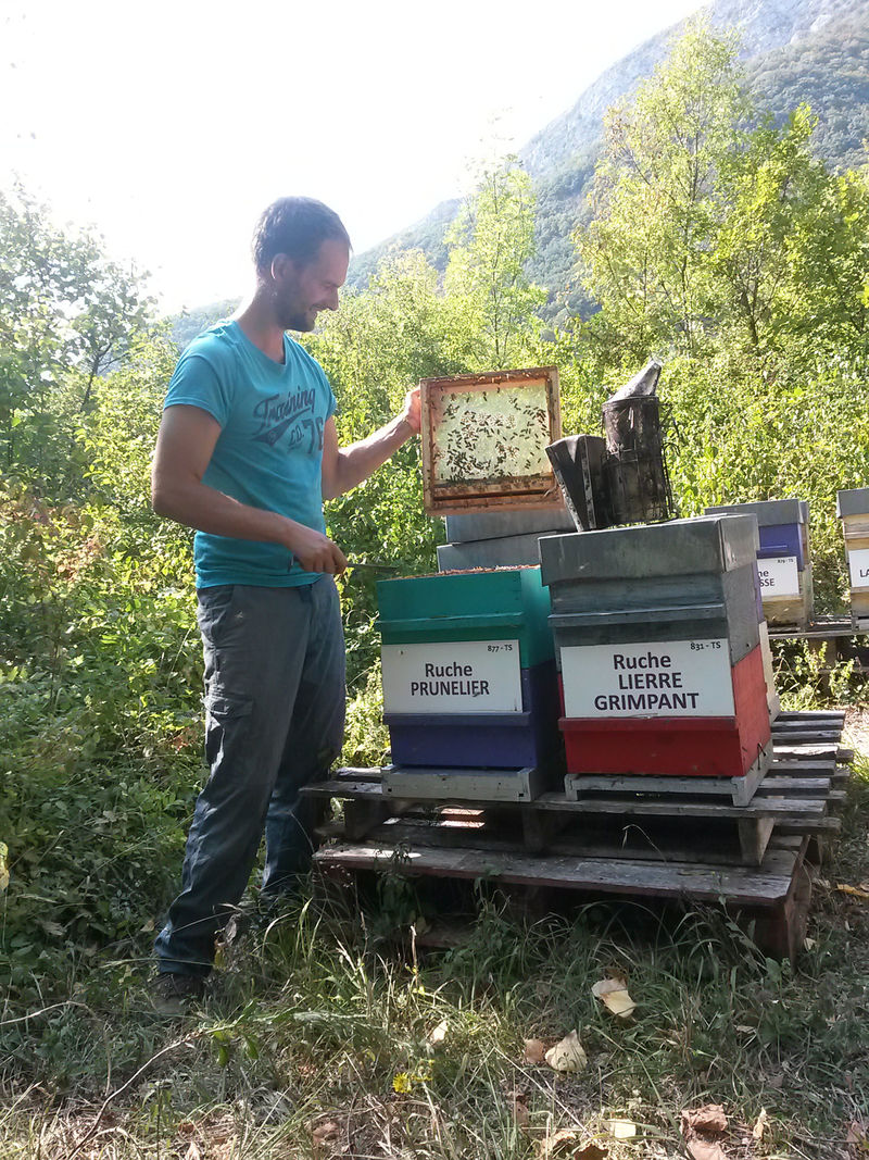La ruche Prunelier