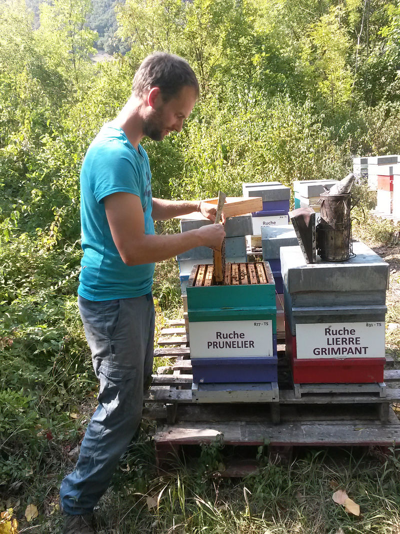 La ruche Prunelier