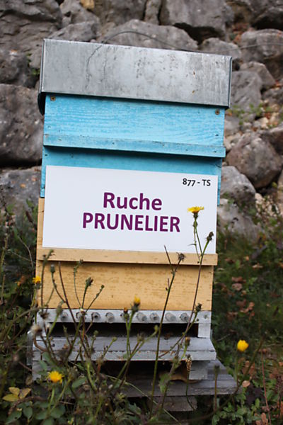 La ruche Prunelier