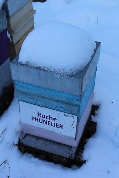 La ruche Prunelier
