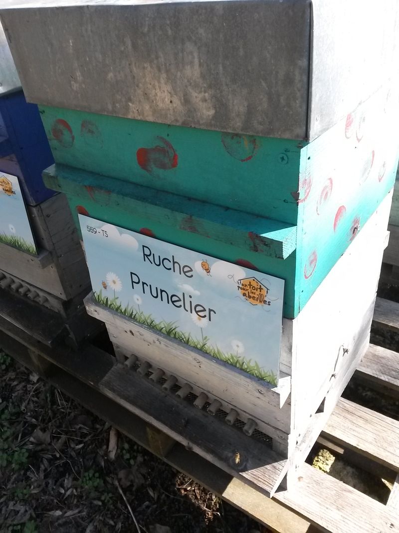 La ruche Prunelier
