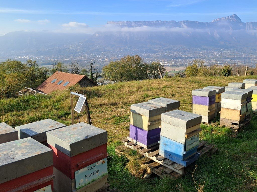 La ruche Prunelier