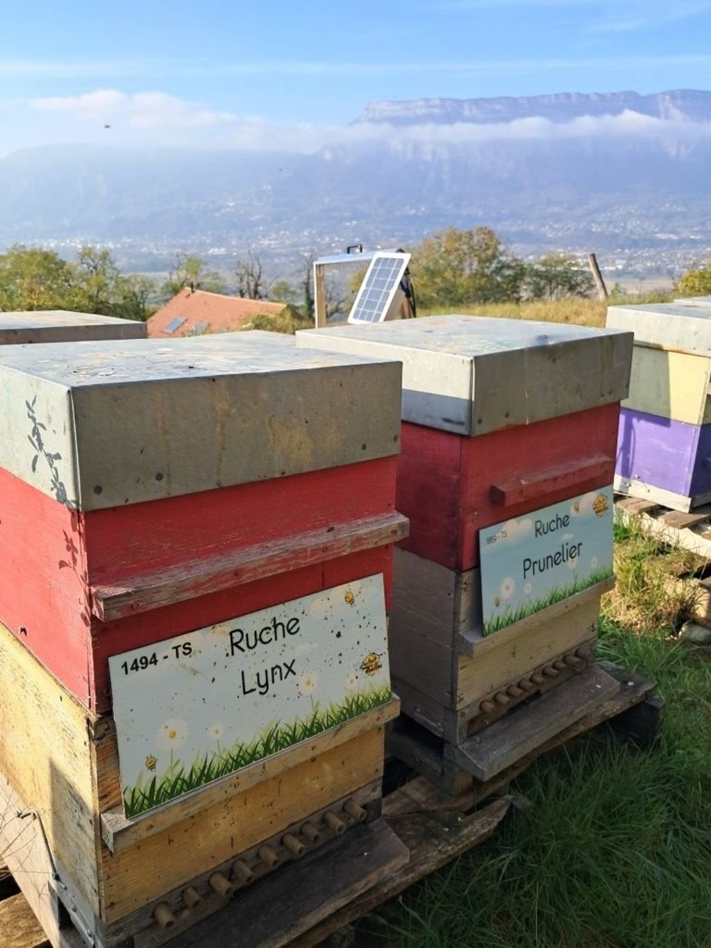 La ruche Prunelier