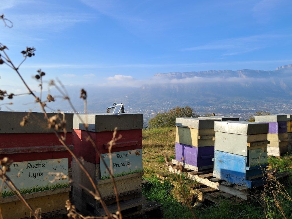 La ruche Prunelier