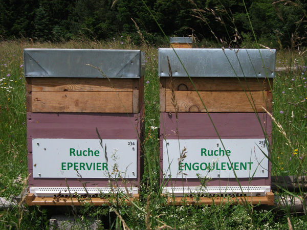 La ruche Epervier