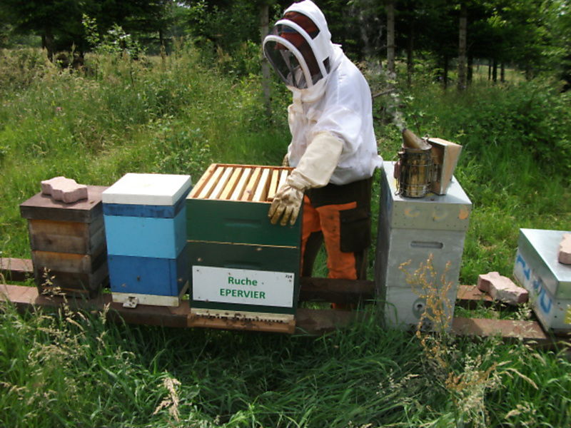 La ruche Epervier