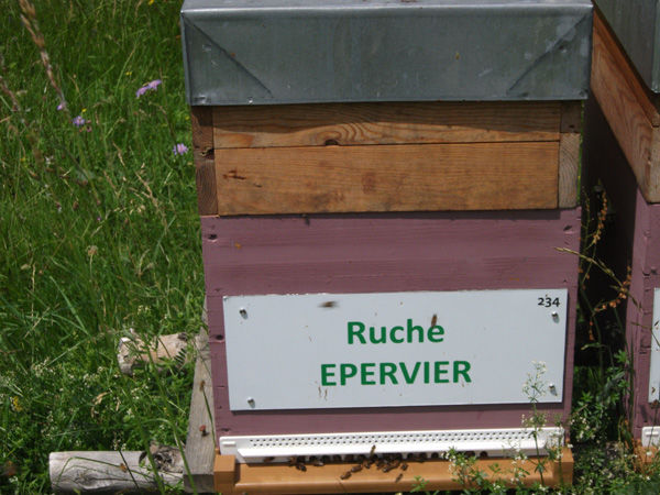 La ruche Epervier