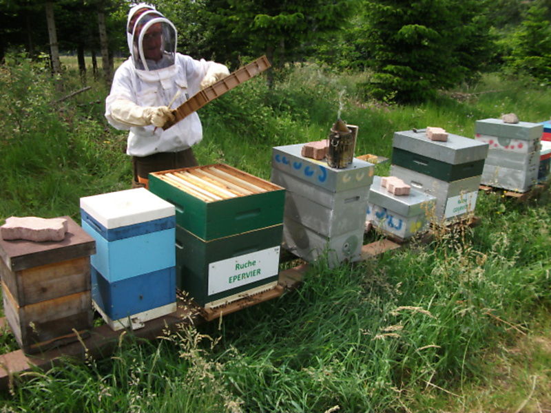 La ruche Epervier