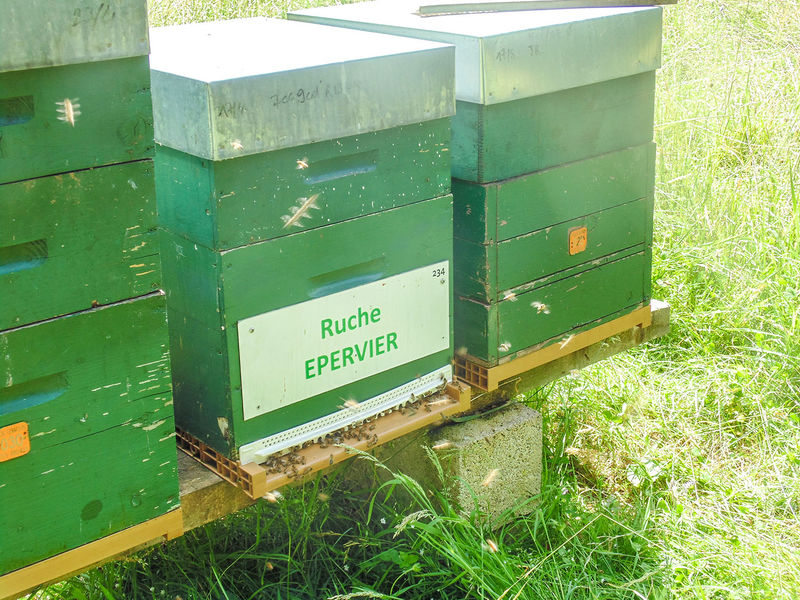 La ruche Epervier