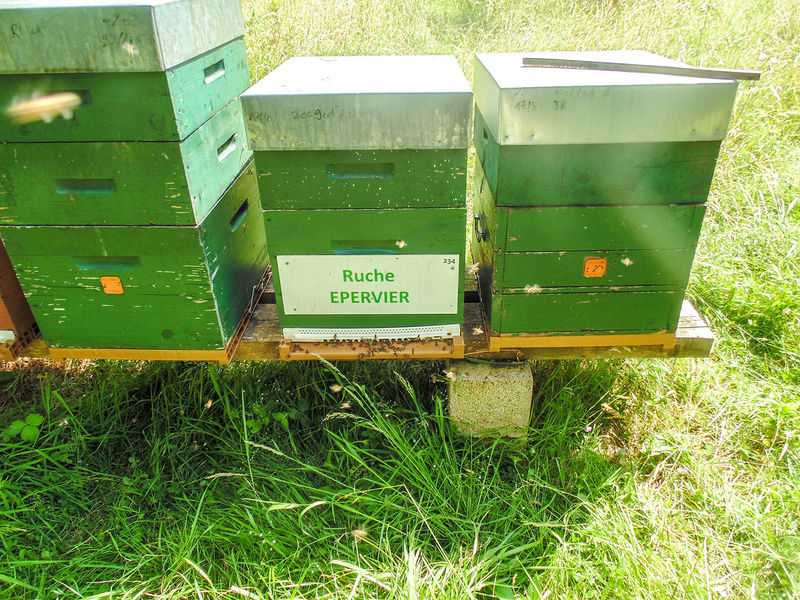 La ruche Epervier