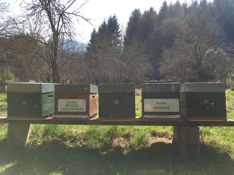 La ruche Epervier