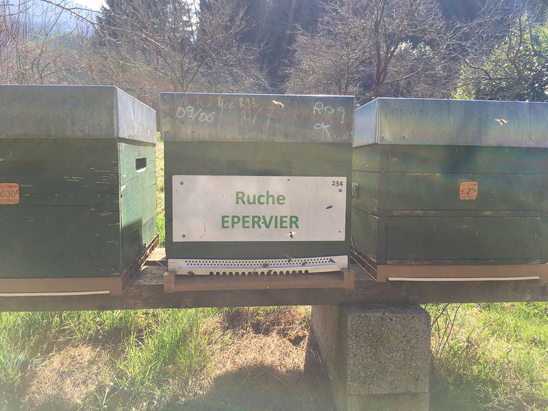 La ruche Epervier