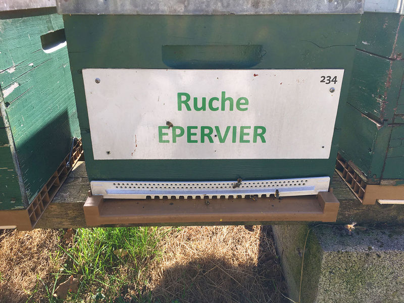 La ruche Epervier