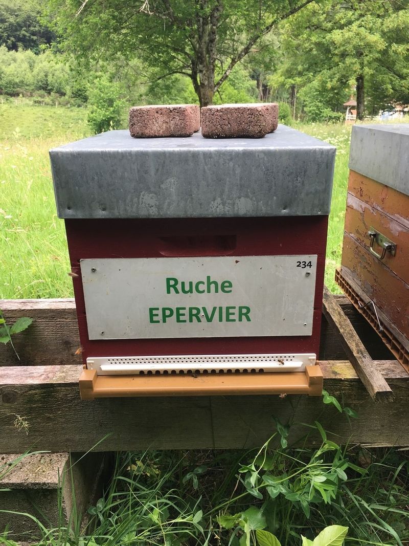 La ruche Epervier