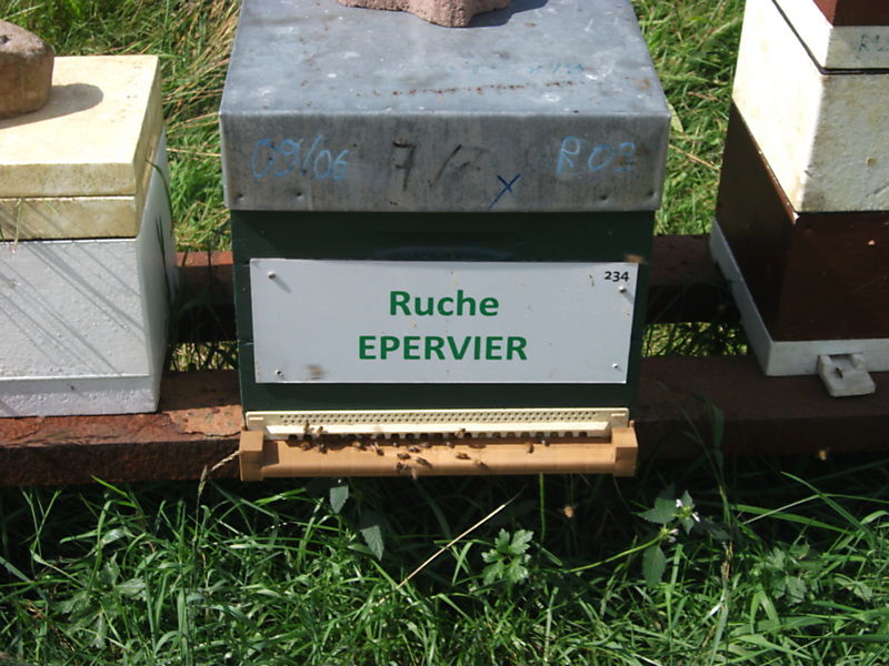 La ruche Epervier