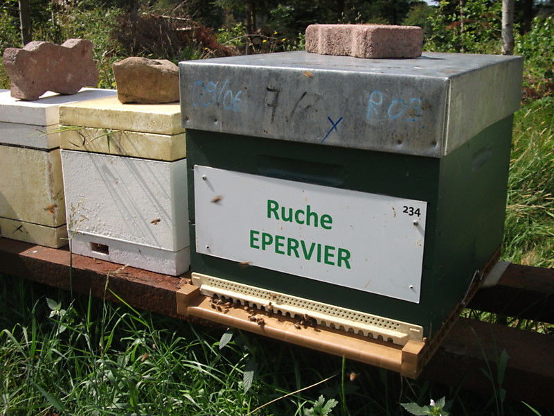 La ruche Epervier