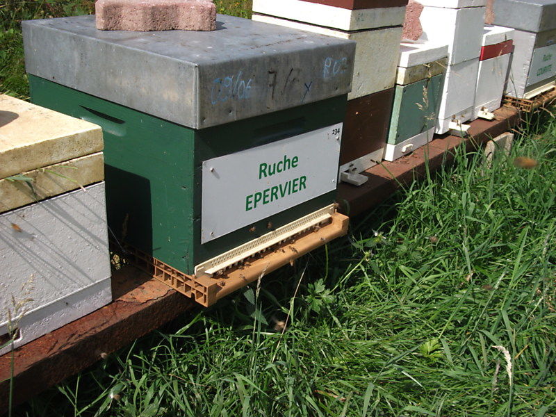 La ruche Epervier