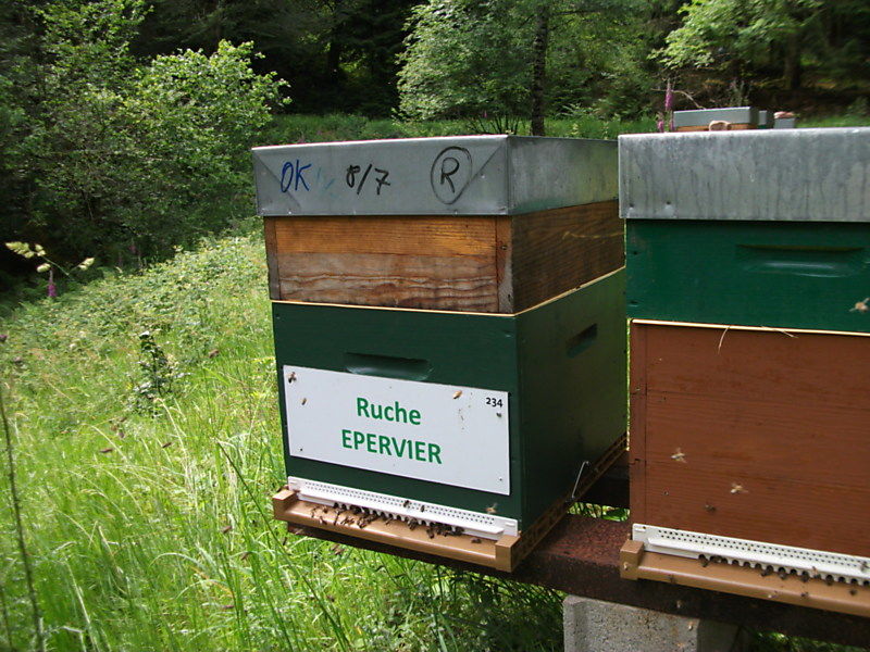 La ruche Epervier