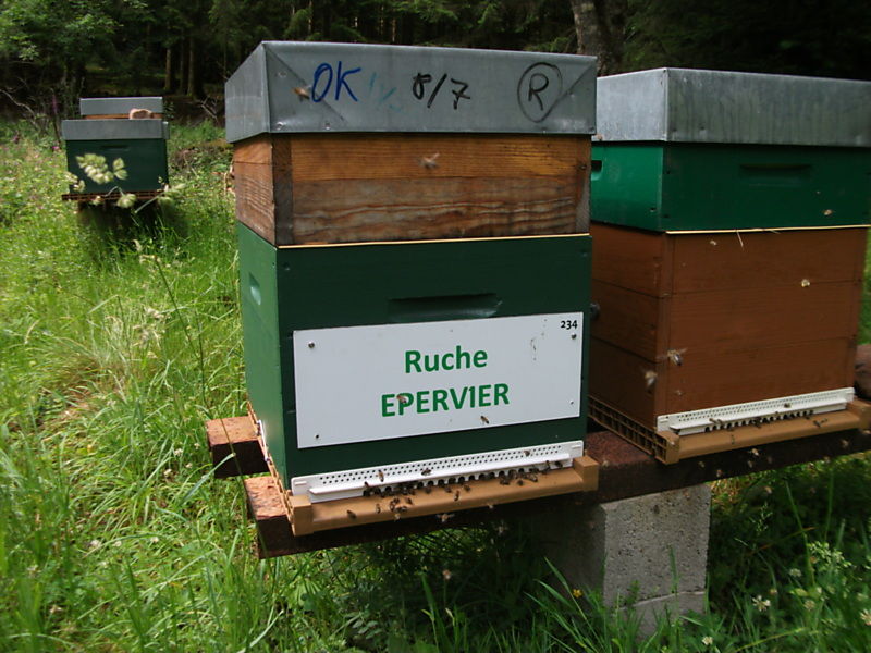 La ruche Epervier