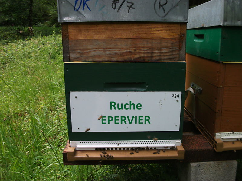 La ruche Epervier