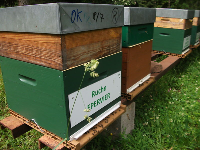 La ruche Epervier