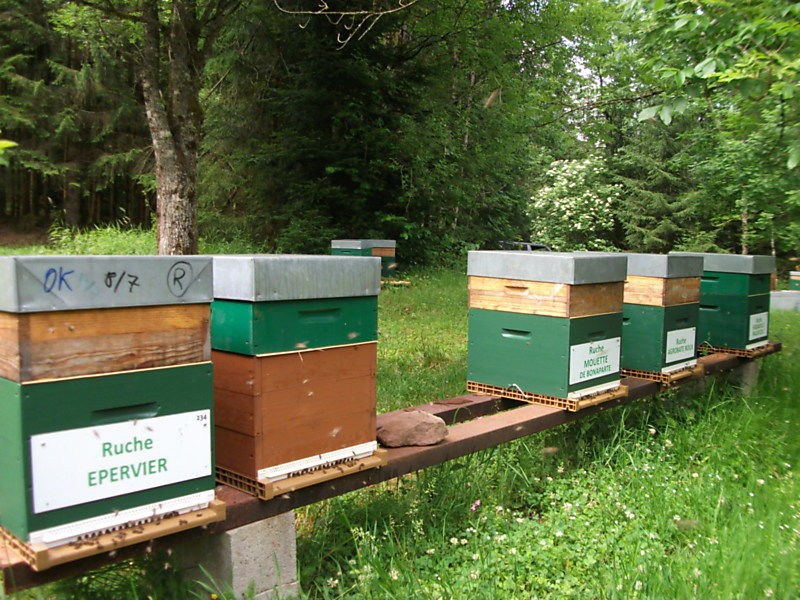 La ruche Epervier