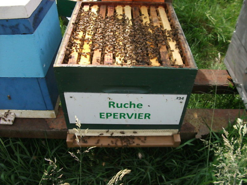 La ruche Epervier