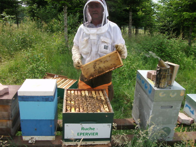La ruche Epervier