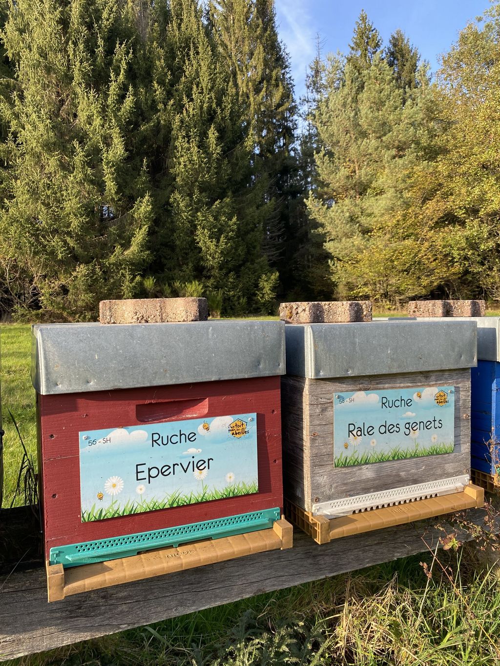La ruche Epervier