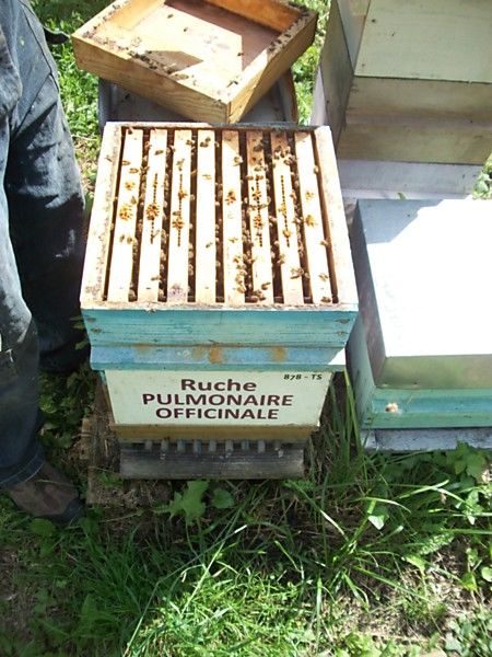 La ruche