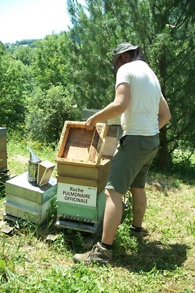 La ruche Pulmonaire officinale