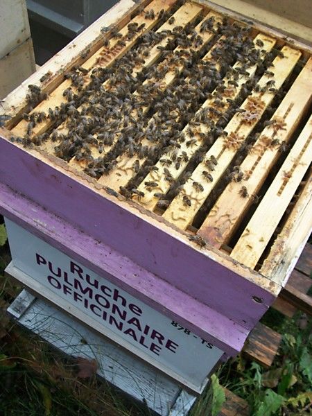 La ruche Pulmonaire officinale