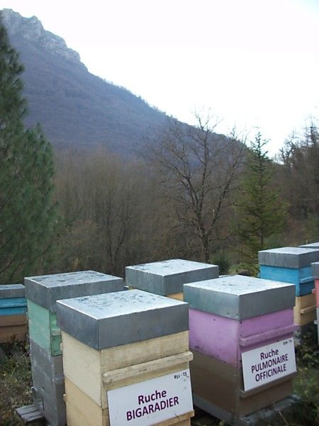 La ruche Pulmonaire officinale