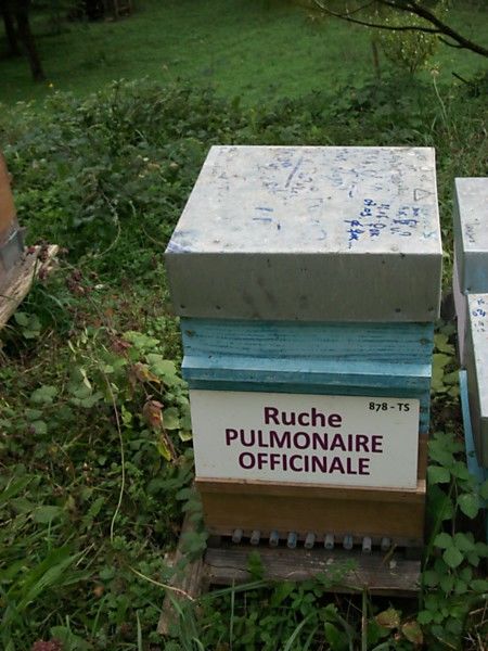 La ruche Pulmonaire officinale