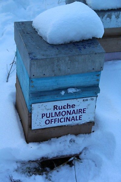 La ruche Pulmonaire officinale