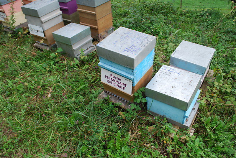 La ruche Pulmonaire officinale