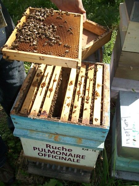 La ruche Pulmonaire officinale