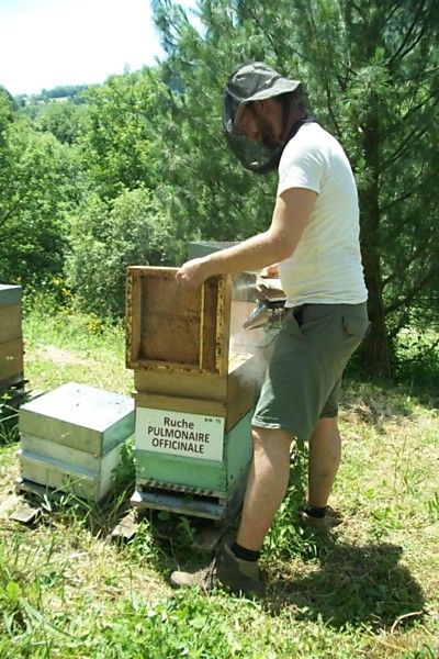La ruche Pulmonaire officinale