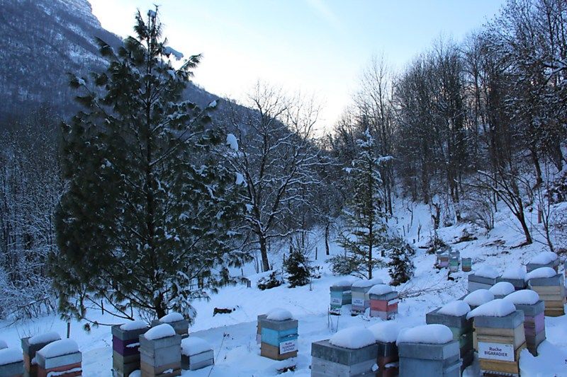 La ruche Pulmonaire officinale