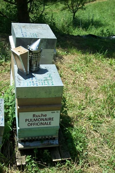 La ruche Pulmonaire officinale