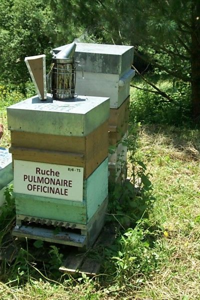 La ruche Pulmonaire officinale