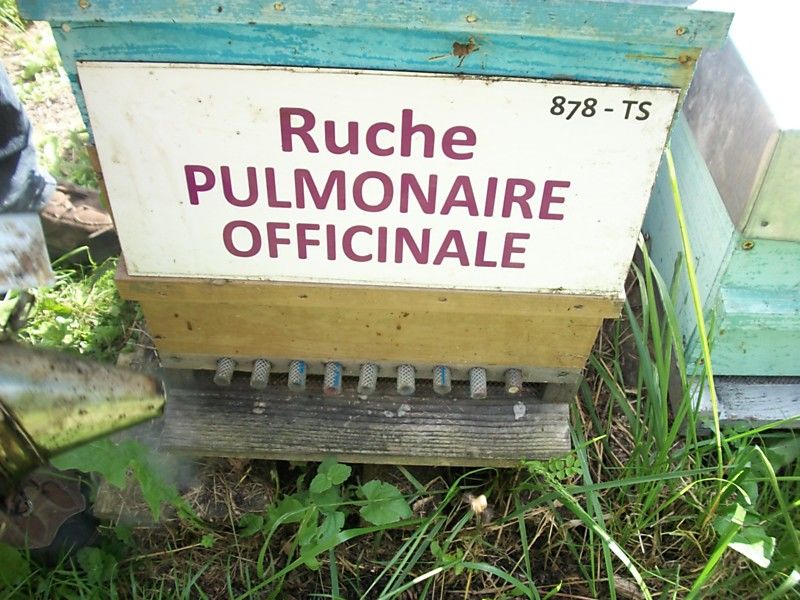 La ruche Pulmonaire officinale
