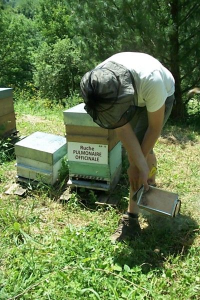 La ruche Pulmonaire officinale