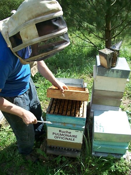 La ruche Pulmonaire officinale