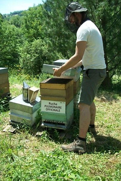 La ruche Pulmonaire officinale