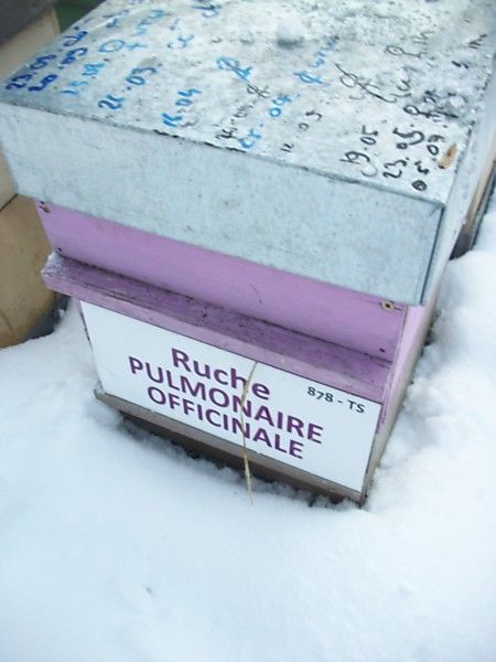 La ruche Pulmonaire officinale