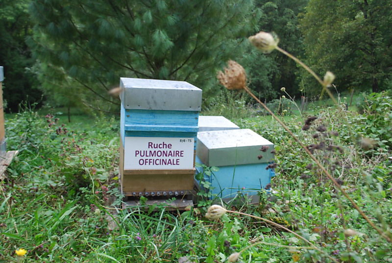 La ruche Pulmonaire officinale
