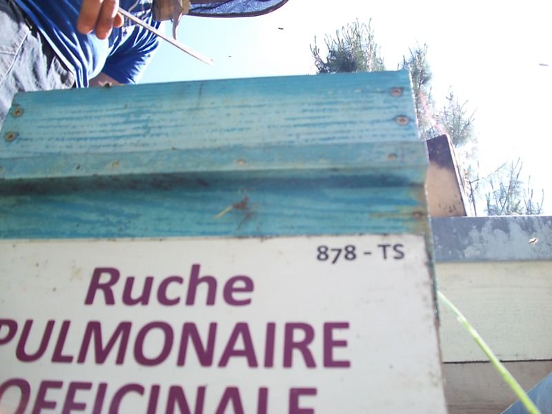 La ruche Pulmonaire officinale